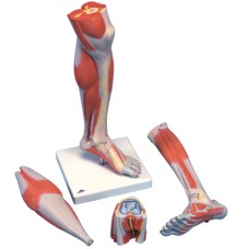 3B Scientific Anatomical Model - Lower Muscle Leg with detachable Knee, 3 part, Life Size - Includes 3B Smart Anatomy
