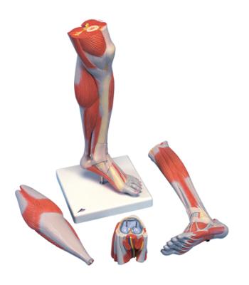 3B Scientific Anatomical Model - Lower Muscle Leg with detachable Knee, 3 part, Life Size - Includes 3B Smart Anatomy