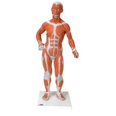 3B Scientific Anatomical Model - 1/3 Life-Size Muscle Figure, 2-part - Includes 3B Smart Anatomy