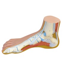 3B Scientific Anatomical Model - Normal Foot - Includes 3B Smart Anatomy