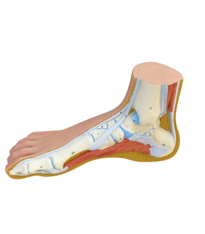 3B Scientific Anatomical Model - Normal Foot - Includes 3B Smart Anatomy