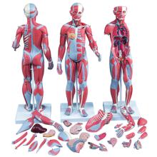 3B Scientific Anatomical Model - 1/2 Life-Size Complete Dual Sex Muscle Model, 33-part - Includes 3B Smart Anatomy