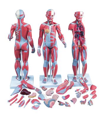 3B Scientific Anatomical Model - 1/2 Life-Size Complete Dual Sex Muscle Model, 33-part - Includes 3B Smart Anatomy