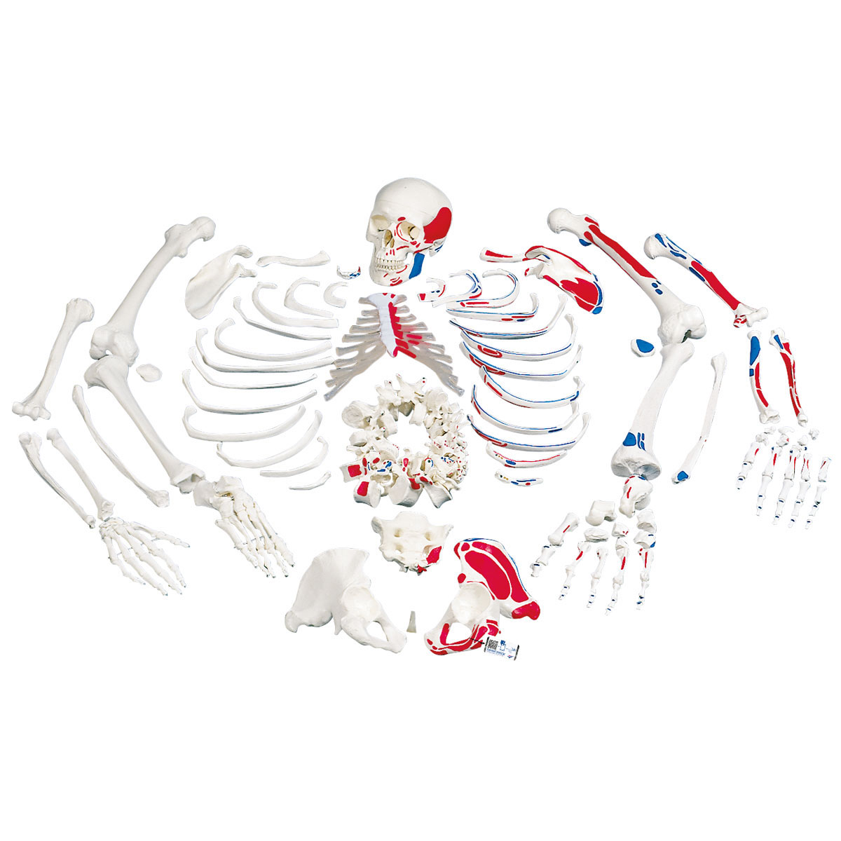 3B Scientific Anatomical Model Disarticulated Painted Full Skeleton