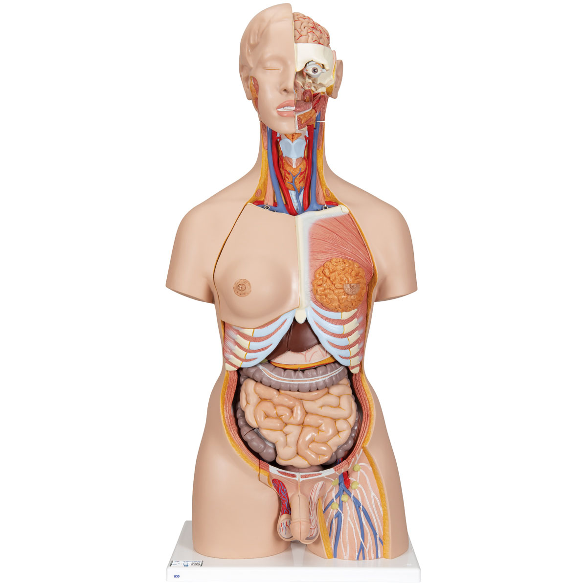 3B Scientific Anatomical Model Deluxe Dual Sex Torso with Opened Back