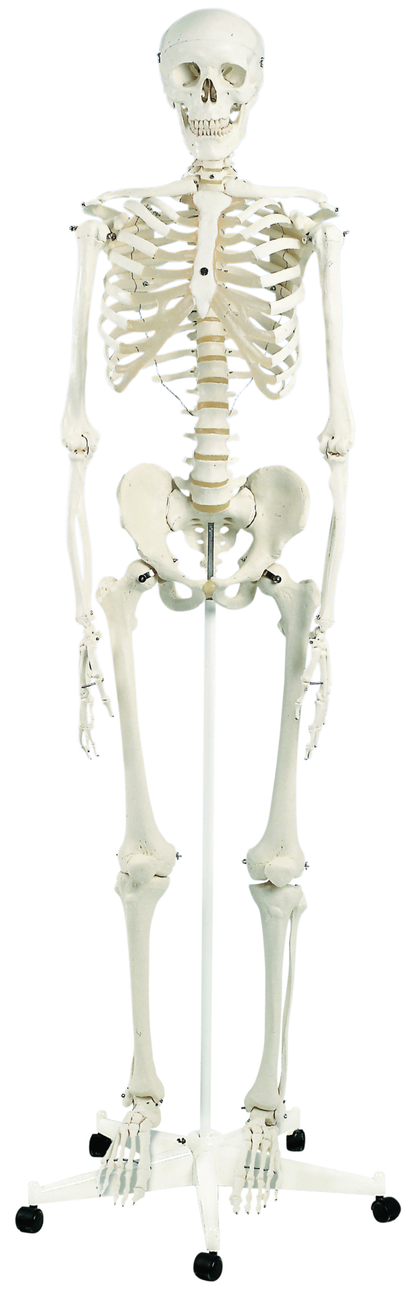 3B Scientific Anatomical Model - Stan the classic skeleton on roller stand - Includes 3B Smart Anatomy