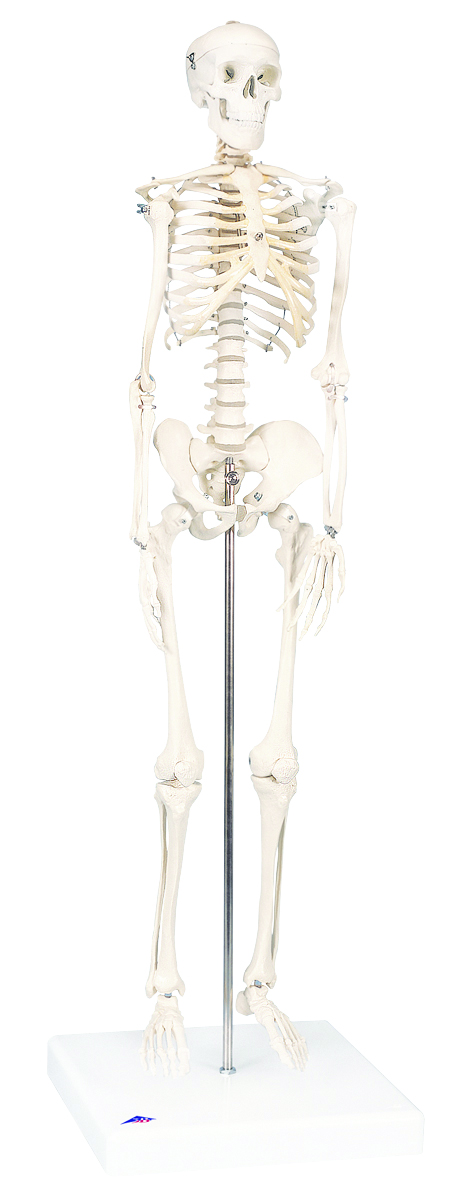 3B Scientific Anatomical Model - Sectional Knee Joint Model 3 part - Includes 3B Smart Anatomy