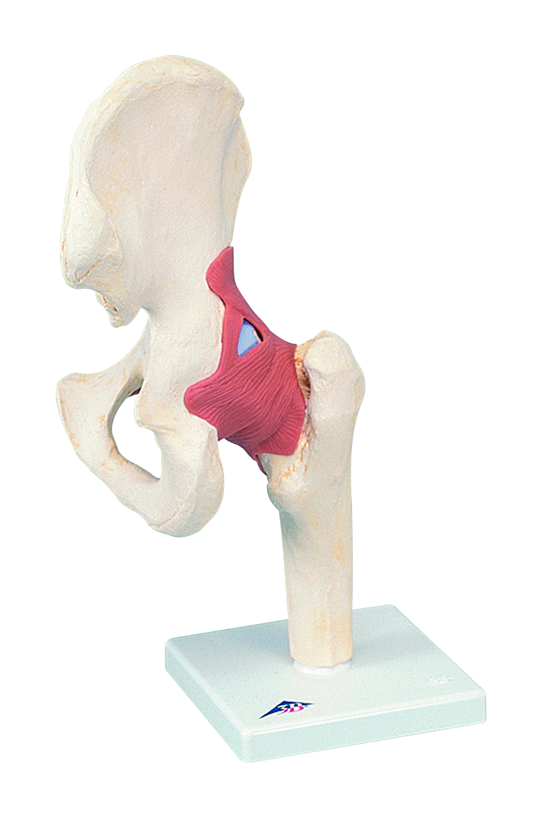3B Scientific Anatomical Model - functional hip joint deluxe - Includes 3B Smart Anatomy