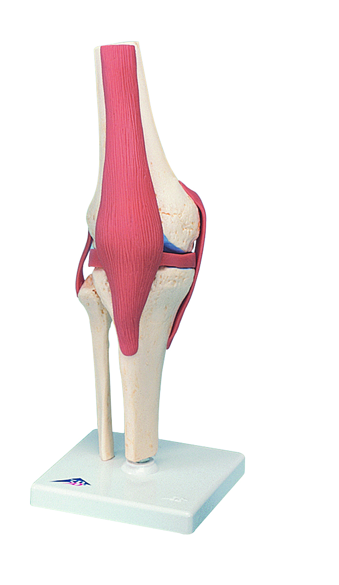 3B Scientific Anatomical Model - functional knee joint deluxe - Includes 3B Smart Anatomy