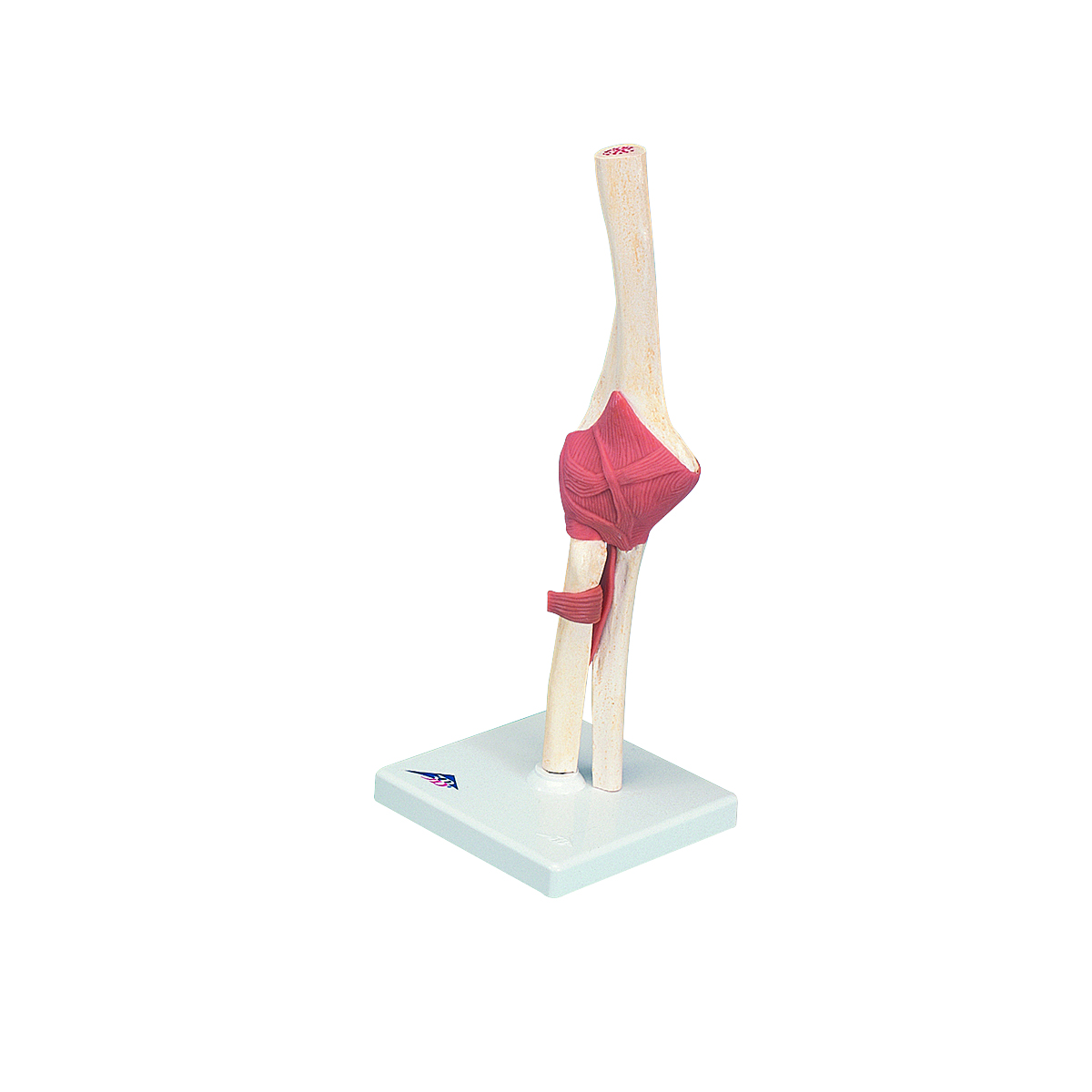 3B Scientific Anatomical Model - functional elbow joint deluxe - Includes 3B Smart Anatomy