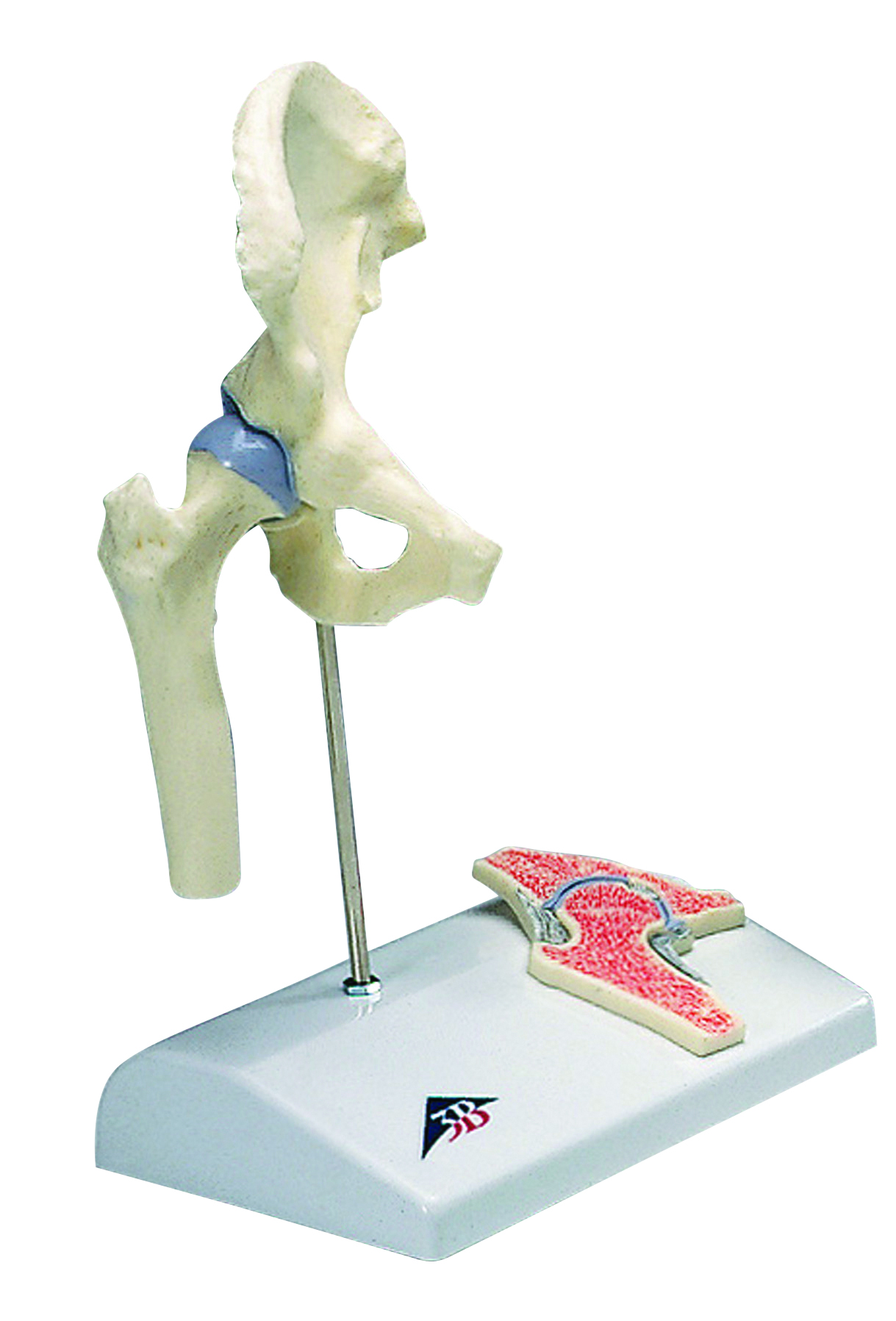 3B Scientific Anatomical Model - mini hip joint with cross section of bone on base - Includes 3B Smart Anatomy
