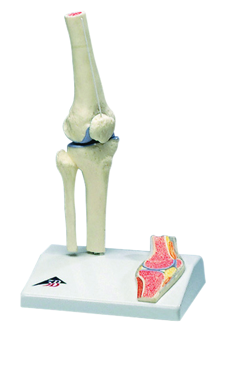 3B Scientific Anatomical Model - mini knee joint with cross section of bone on base - Includes 3B Smart Anatomy