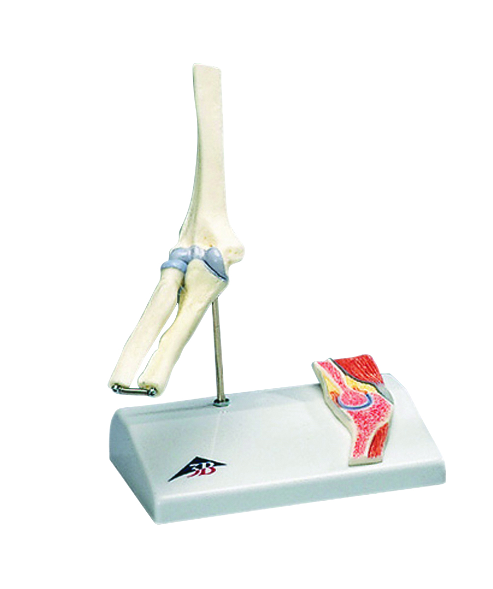 3B Scientific Anatomical Model - mini elbow joint with cross section of bone on base - Includes 3B Smart Anatomy