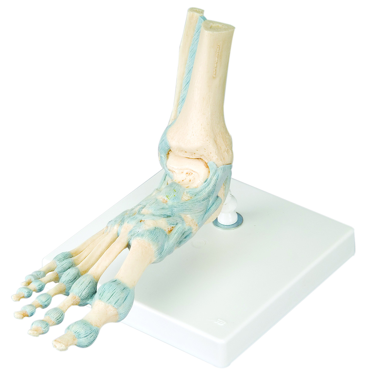 3B Scientific Anatomical Model - foot skeleton with ligaments - Includes 3B Smart Anatomy