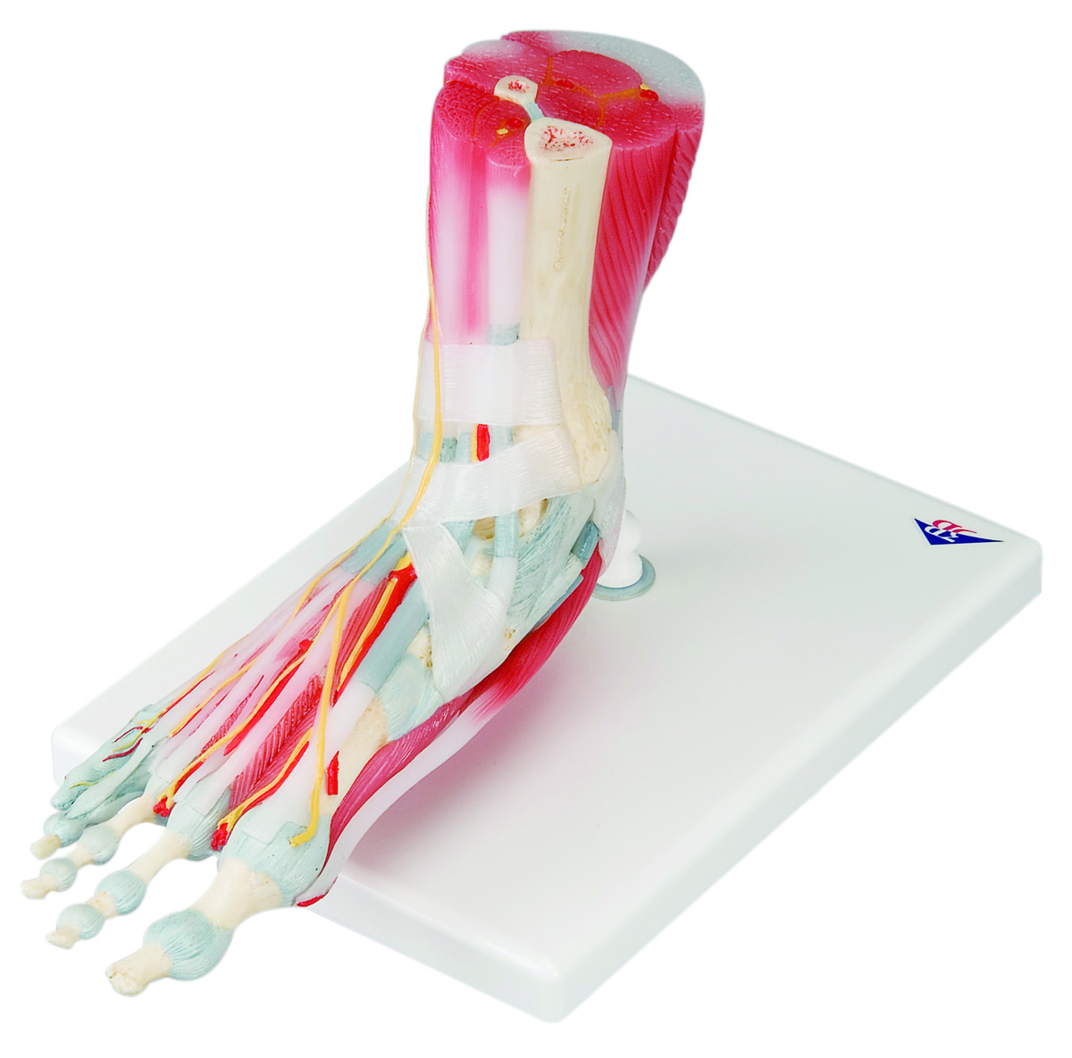 3B Scientific Anatomical Model - foot skeleton with removable ligaments & muscles 6-part - Includes 3B Smart Anatomy