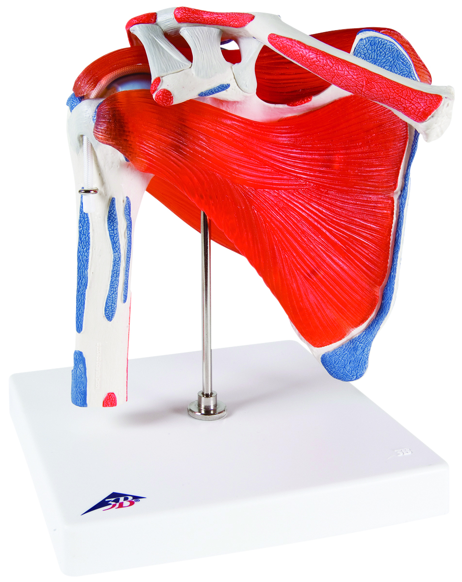 3B Scientific Anatomical Model - shoulder joint with rotator cuff - Includes 3B Smart Anatomy