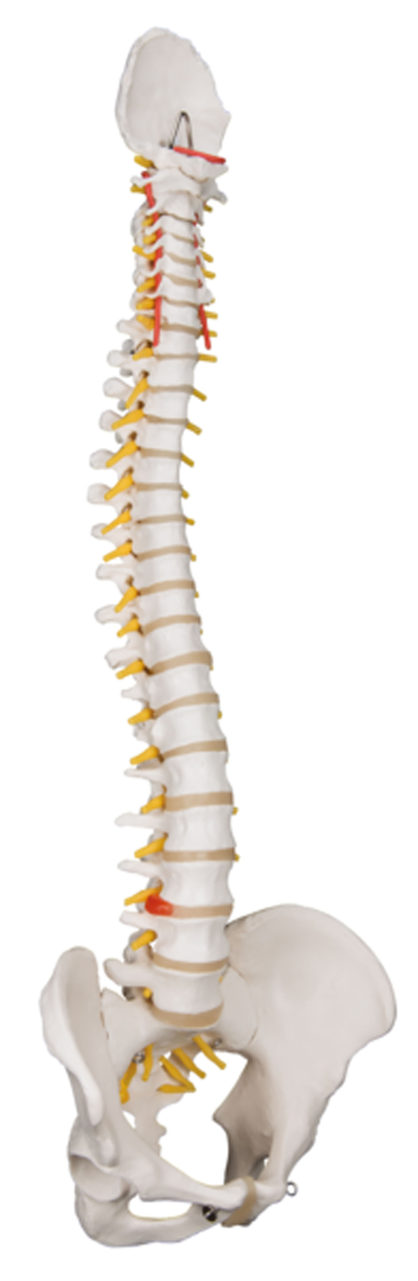 3B Scientific Anatomical Model - flexible spine classic with male pelvis - Includes 3B Smart Anatomy