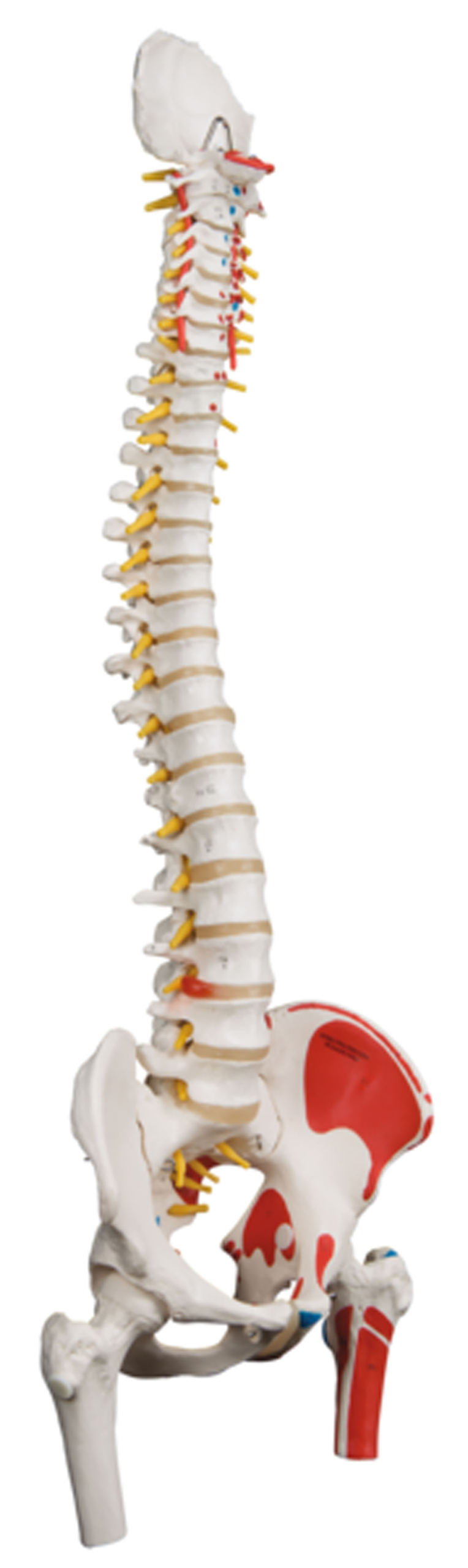 3B Scientific Anatomical Model - flexible spine classic with femur heads muscles - Includes 3B Smart Anatomy