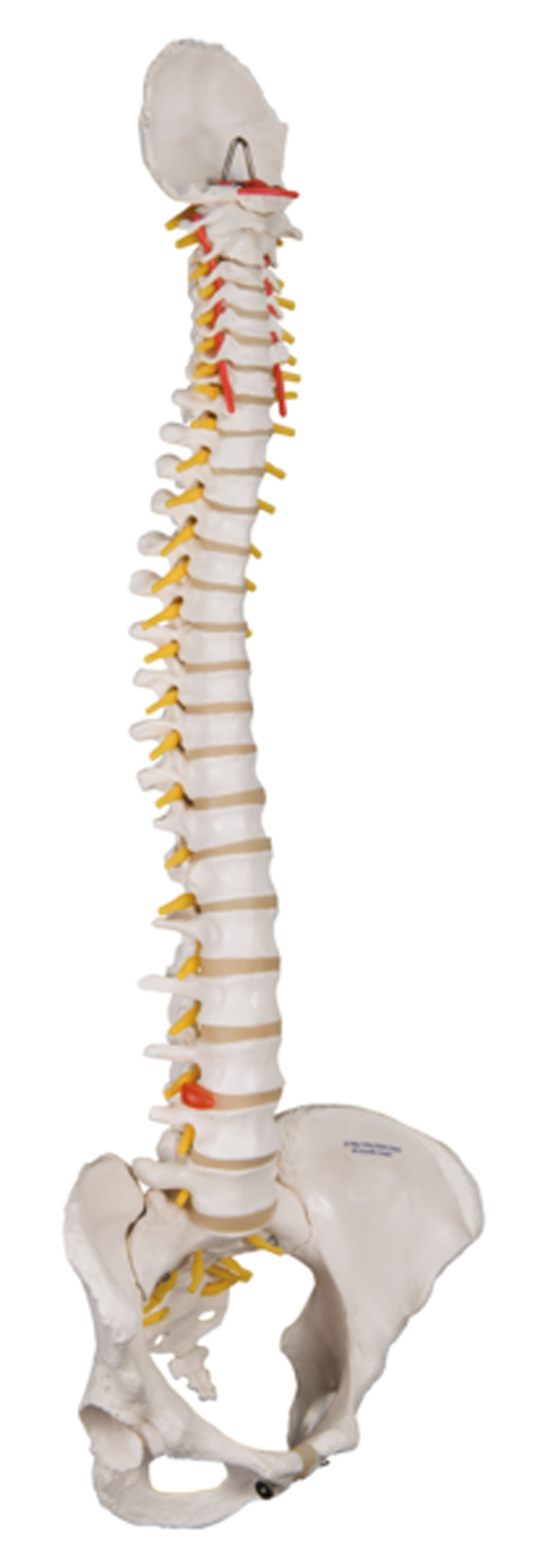 3B Scientific Anatomical Model - flexible spine classic with female pelvis - Includes 3B Smart Anatomy
