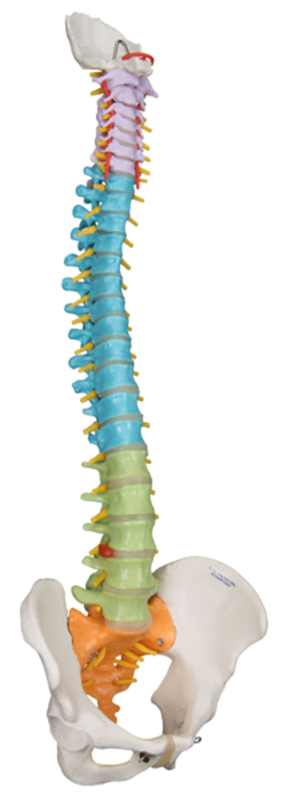 3B Scientific Anatomical Model - flexible spine didactic - Includes 3B Smart Anatomy
