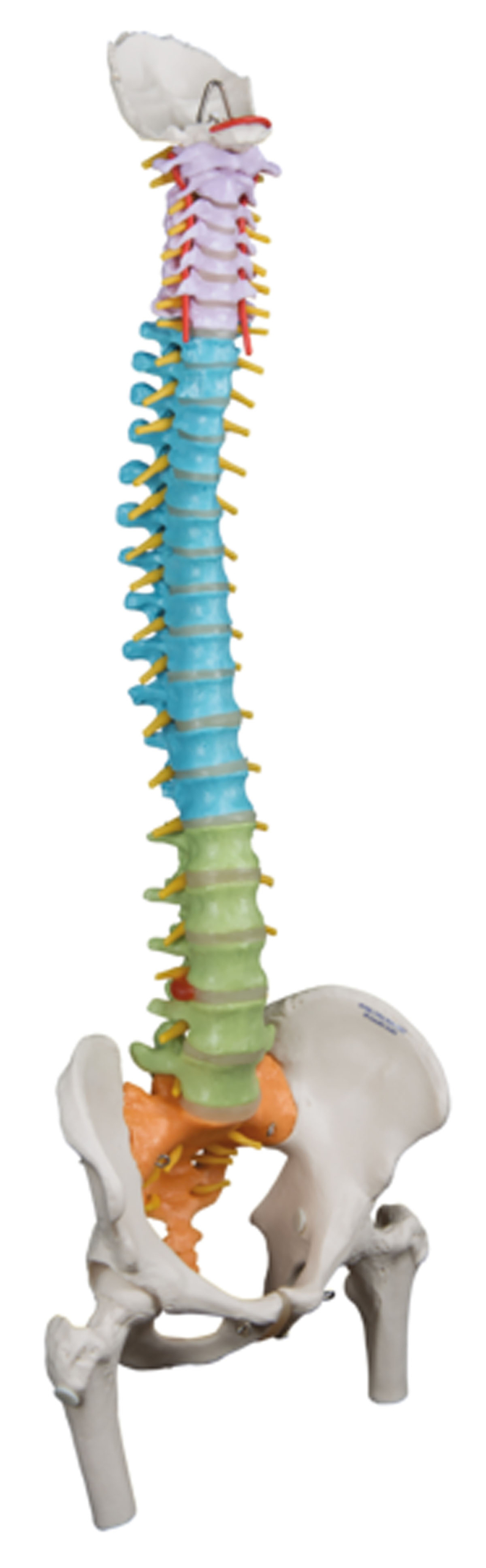 3B Scientific Anatomical Model - flexible spine didactic with femur heads - Includes 3B Smart Anatomy