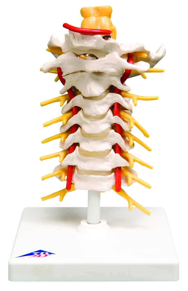 3B Scientific Anatomical Model - cervical spinal column - Includes 3B Smart Anatomy