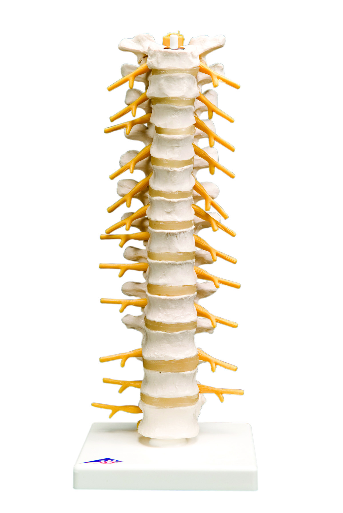 3B Scientific Anatomical Model - thoracic spinal column - Includes 3B Smart Anatomy