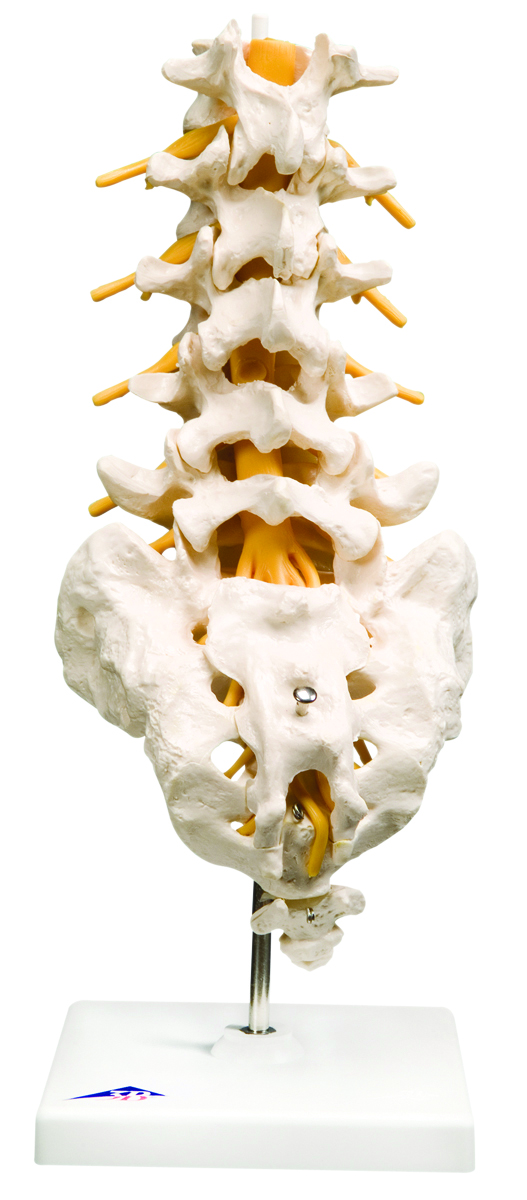 3B Scientific Anatomical Model - lumbar spinal column - Includes 3B Smart Anatomy