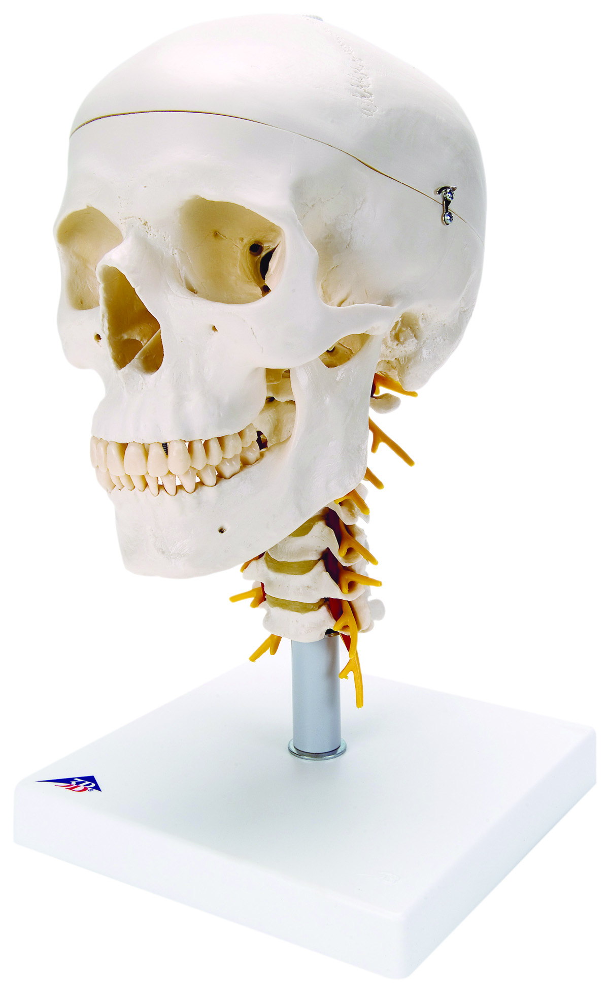 3B Scientific Anatomical Model - classic skull 4 part on cervical spine - Includes 3B Smart Anatomy
