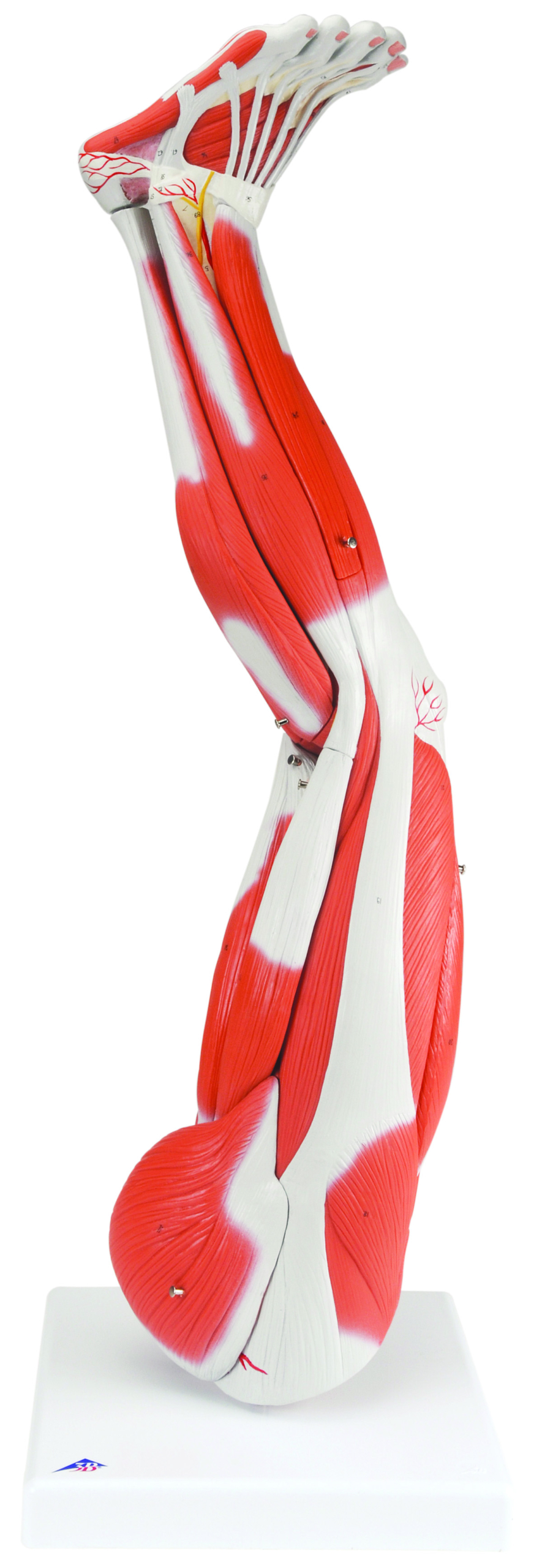 3B Scientific Anatomical Model - Regular muscular leg 9-part - Includes 3B Smart Anatomy