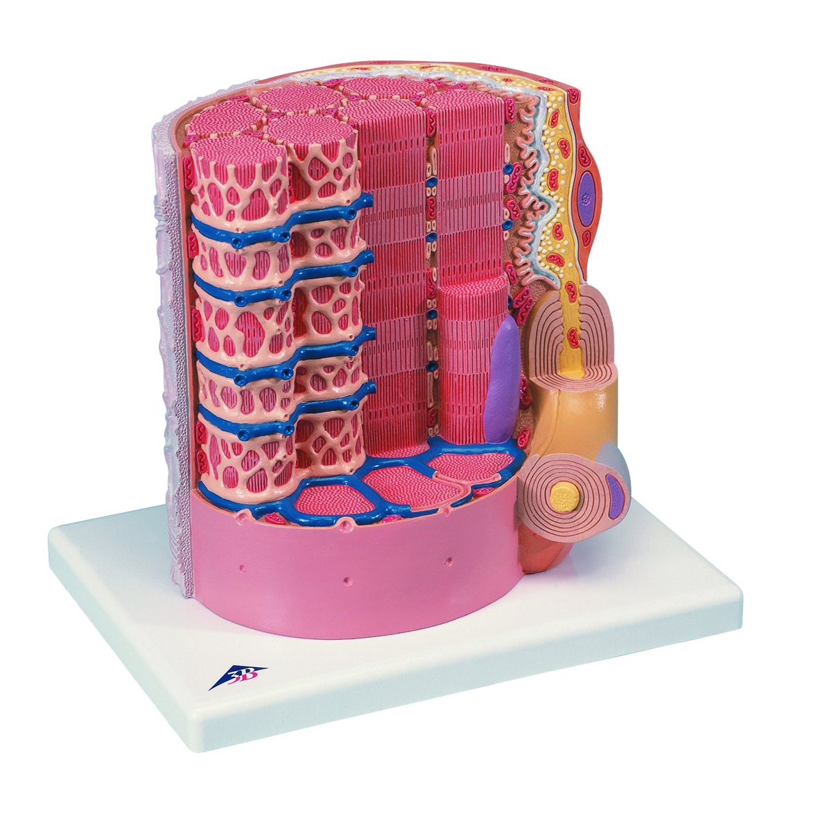 3B Scientific Anatomical Model - MICROanatomy� Muscle Fiber - 10000 times magnified - Includes 3B Smart Anatomy