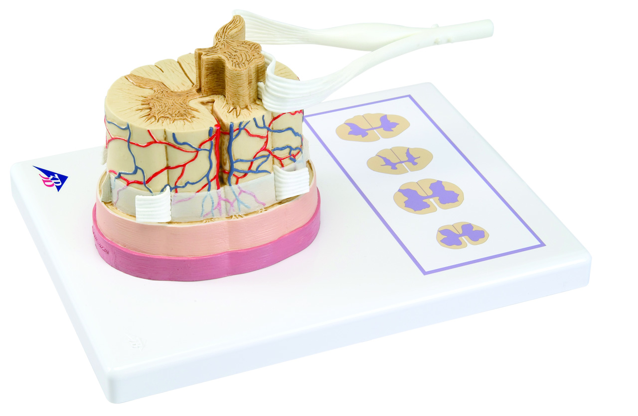 3B Scientific Anatomical Model - spinal cord with nerve branches - Includes 3B Smart Anatomy