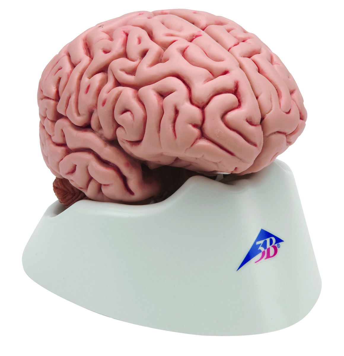 3B Scientific Anatomical Model - classic brain 5-part - Includes 3B Smart Anatomy