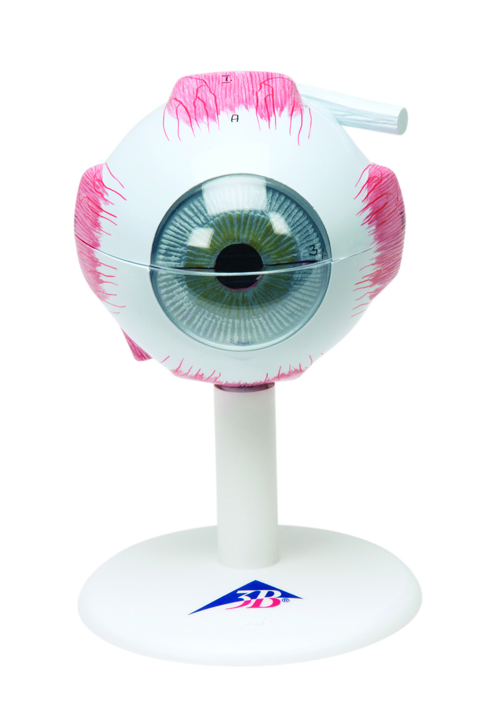 3B Scientific Anatomical Model - eye 6-part (3x size) - Includes 3B Smart Anatomy