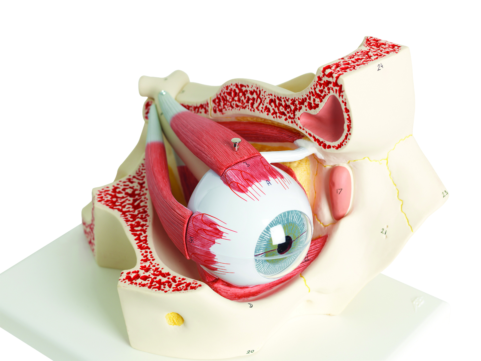 3B Scientific Anatomical Model - eye 7-part (3x size) - Includes 3B Smart Anatomy