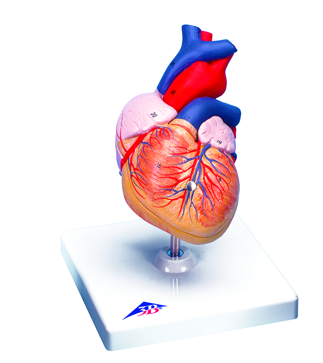 3B Scientific Anatomical Model - heart 2-part - Includes 3B Smart Anatomy