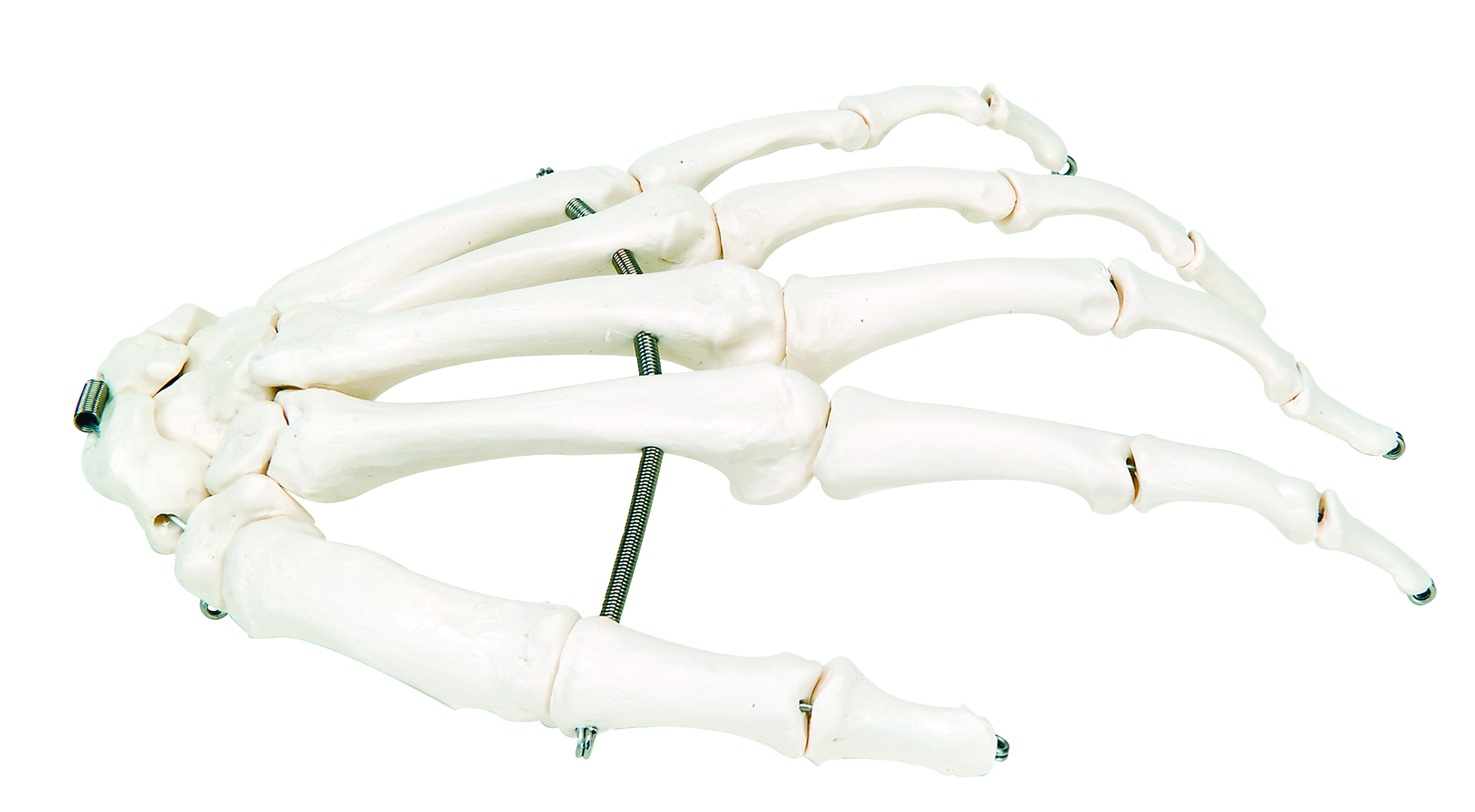 3B Scientific Anatomical Model - loose bones hand skeleton (wire) - Includes 3B Smart Anatomy