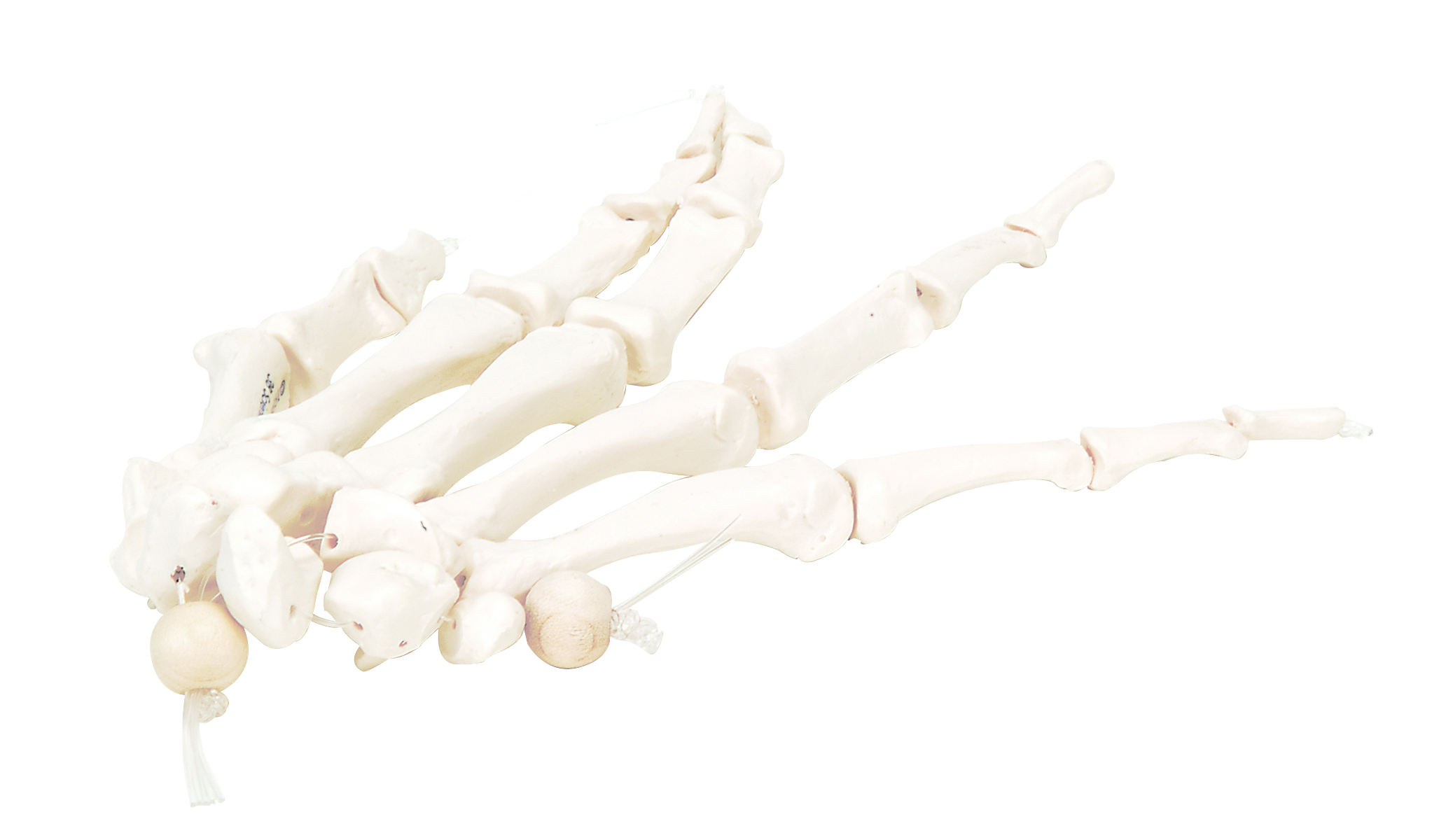 3B Scientific Anatomical Model - loose bones hand skeleton left (nylon) - Includes 3B Smart Anatomy