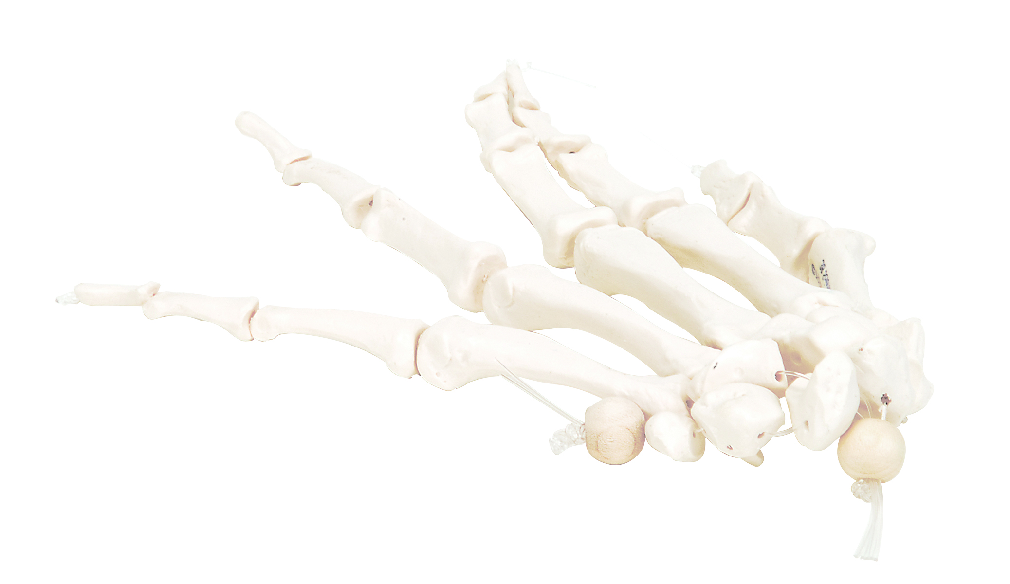3B Scientific Anatomical Model - loose bones hand skeleton right (nylon) - Includes 3B Smart Anatomy