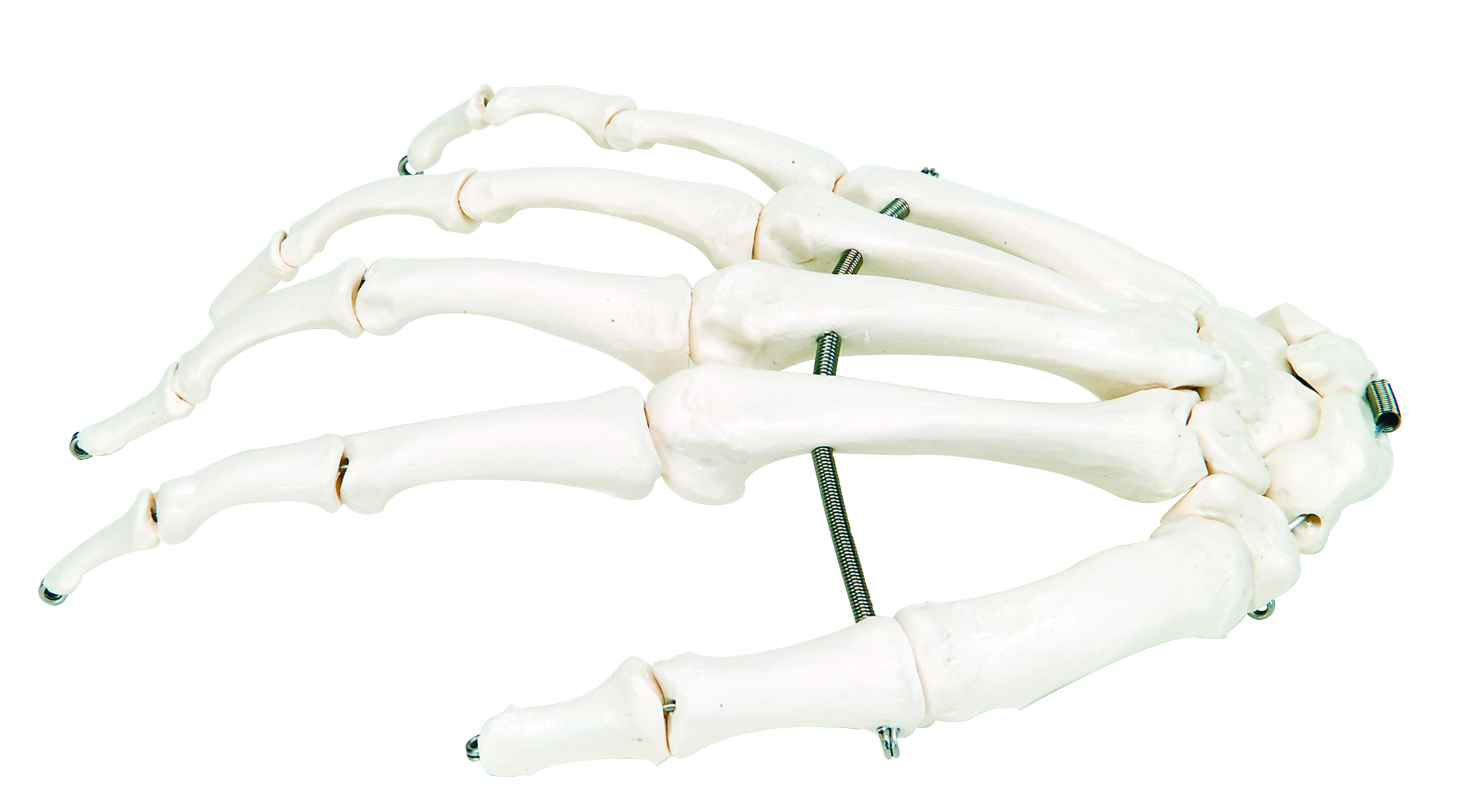 3B Scientific Anatomical Model - loose bones hand skeleton (wire) - Includes 3B Smart Anatomy