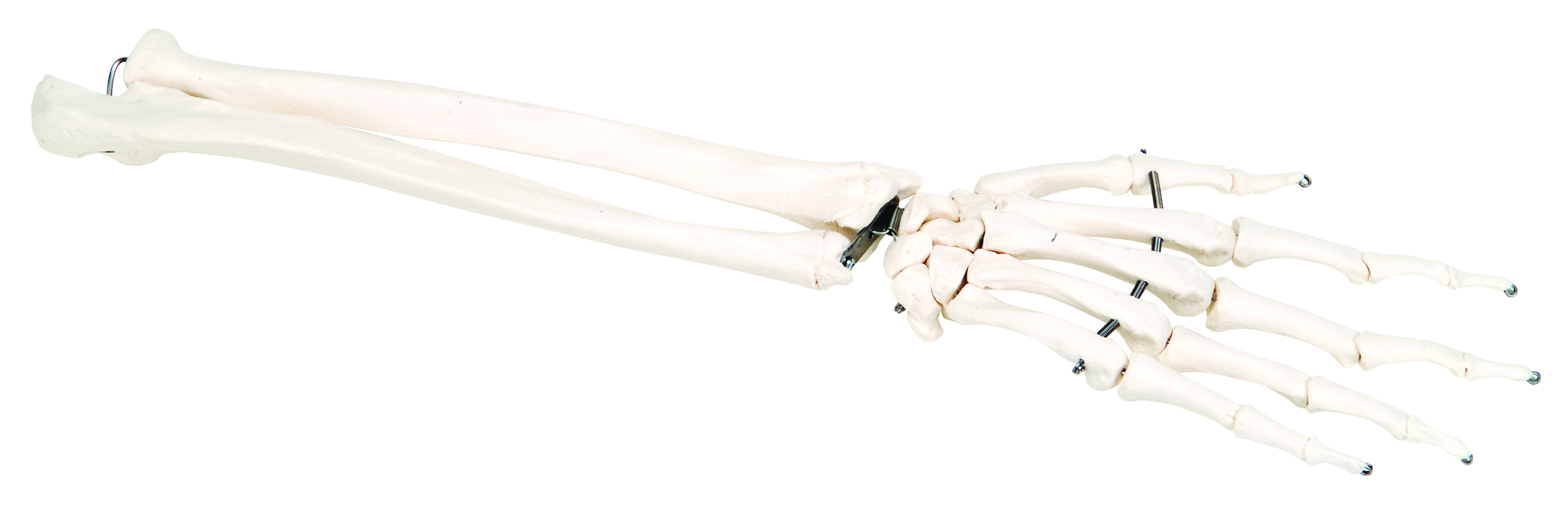 3B Scientific Anatomical Model - loose bones hand skeleton with ulna and radius (wire) - Includes 3B Smart Anatomy