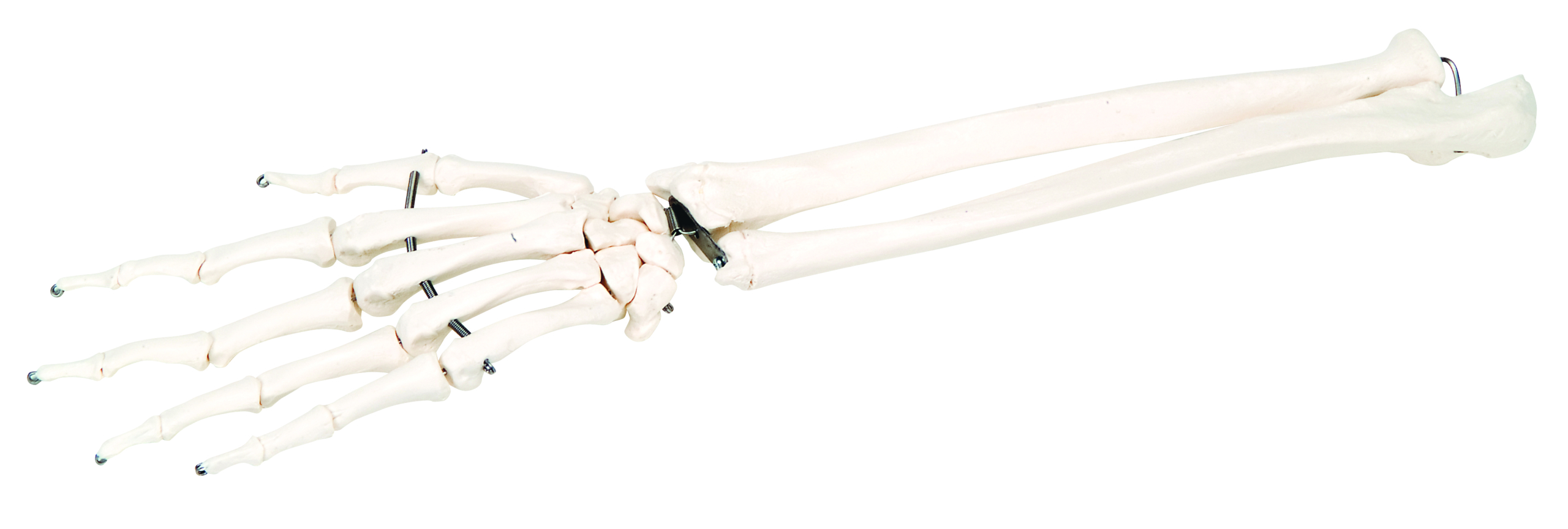 3B Scientific Anatomical Model - loose bones hand skeleton with ulna and radius (wire) - Includes 3B Smart Anatomy