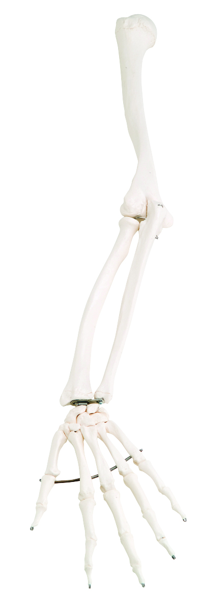 3B Scientific Anatomical Model - loose bones arm skeleton (wire) - Includes 3B Smart Anatomy