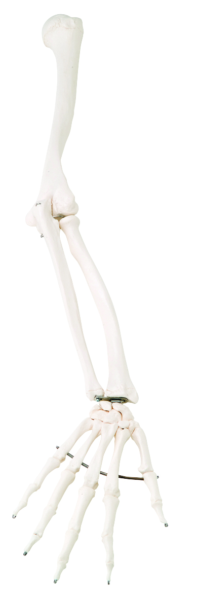 3B Scientific Anatomical Model - loose bones arm skeleton (wire) - Includes 3B Smart Anatomy
