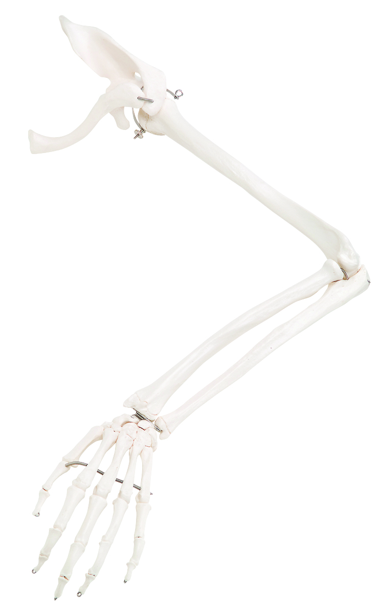 3B Scientific Anatomical Model - loose bones arm skeleton with scapula and clavicle (wire) - Includes 3B Smart Anatomy
