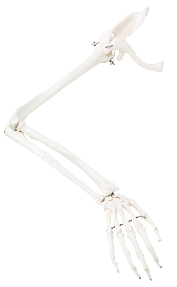 3B Scientific Anatomical Model - loose bones arm skeleton with scapula and clavicle (wire) - Includes 3B Smart Anatomy