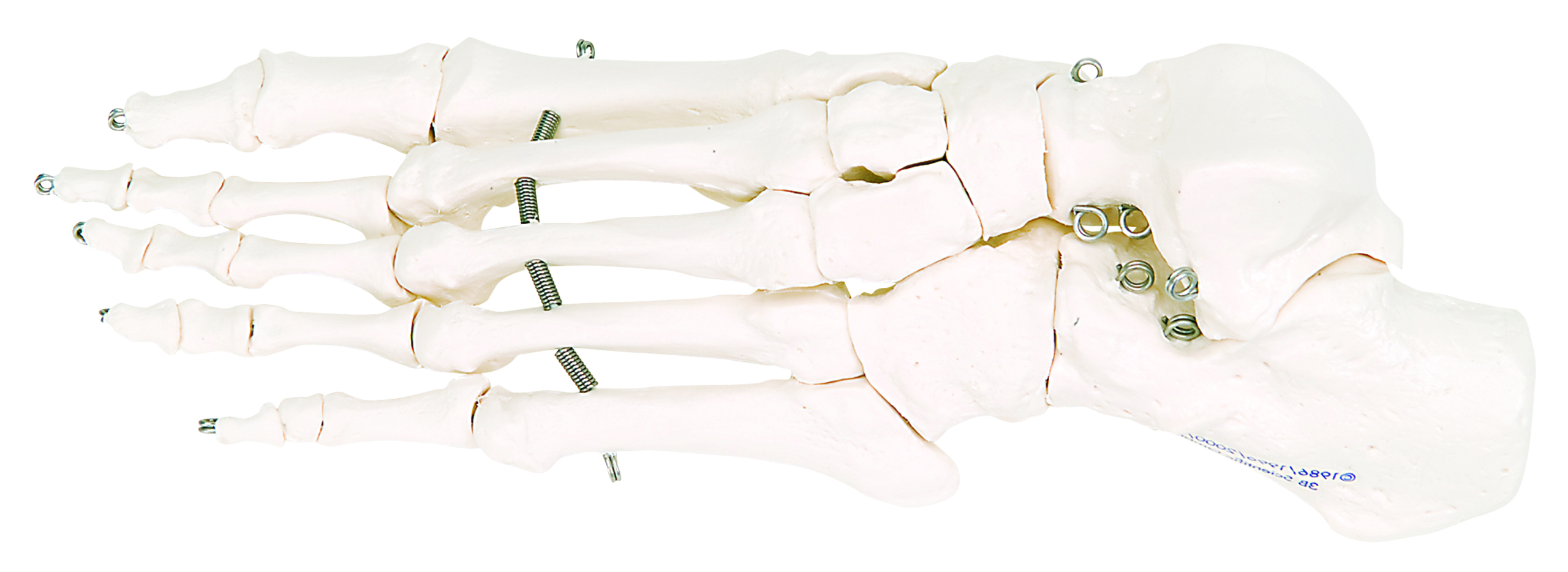 3B Scientific Anatomical Model - loose bones foot skeleton (wire) - Includes 3B Smart Anatomy