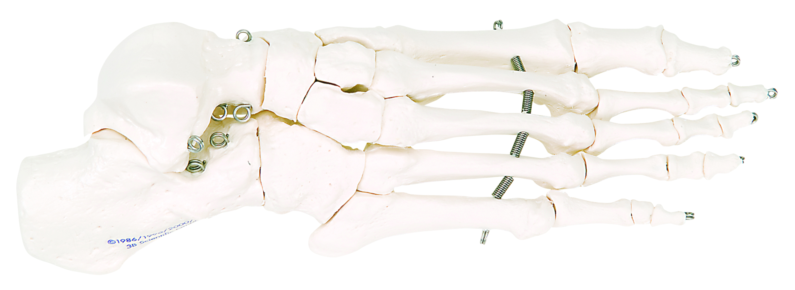 3B Scientific Anatomical Model - loose bones foot skeleton (wire) - Includes 3B Smart Anatomy