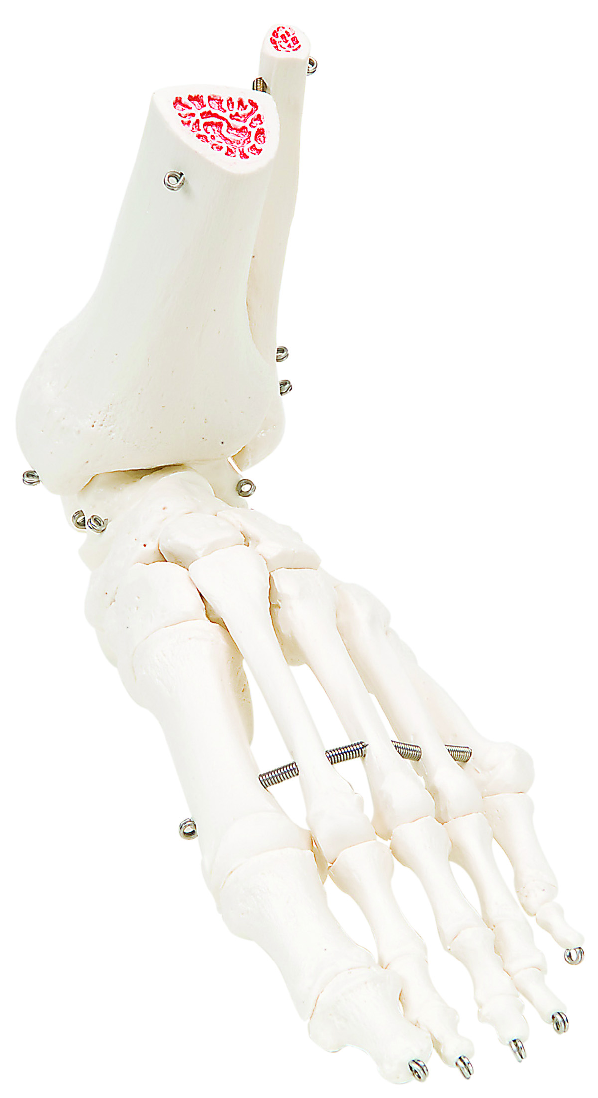 3B Scientific Anatomical Model - loose bones foot skeleton with ankle (wire) - Includes 3B Smart Anatomy
