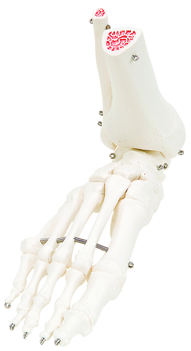 3B Scientific Anatomical Model - loose bones leg skeleton with hip (wire) - Includes 3B Smart Anatomy